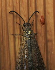Brachynemurus nebulosus