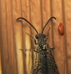 Brachynemurus nebulosus