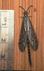 Brachynemurus nebulosus