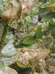 Cydalima perspectalis