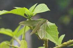 Cechetra subangustata