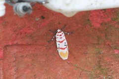 Cyana bellissima