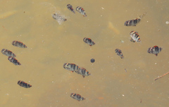 Scatophagidae
