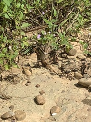 Plestiodon chinensis