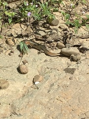 Plestiodon chinensis