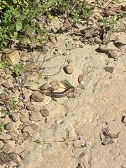 Plestiodon chinensis