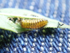 Galerucella calmariensis