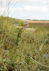 Epipactis helleborine neerlandica