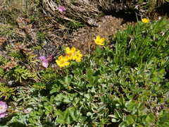 Potentilla grayi
