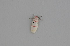 Cyana bellissima