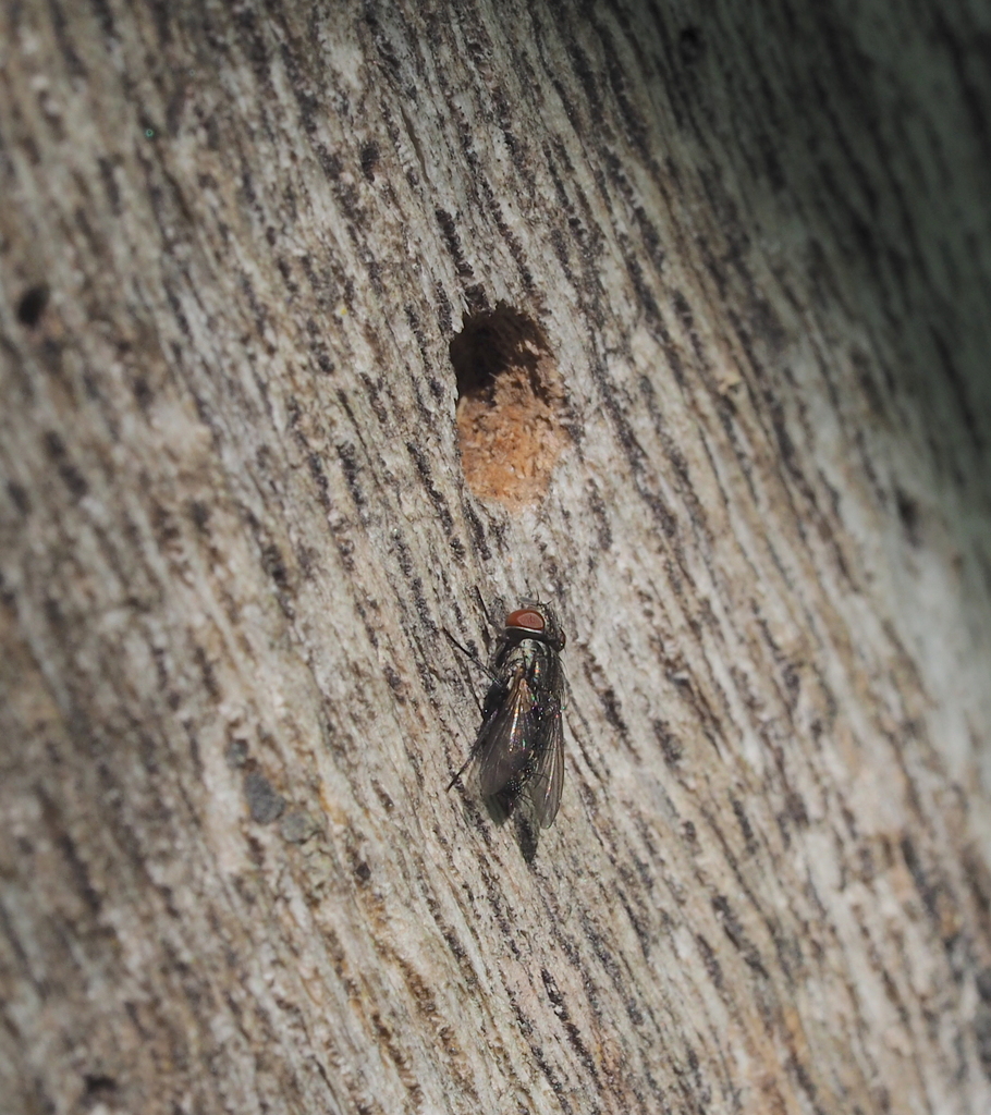 Metopia argentata