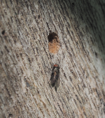 Metopia argentata