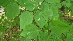 Phyllonorycter issikii