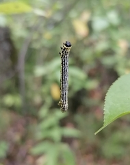 Abraxas sylvata