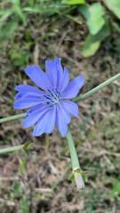 Cichorium intybus