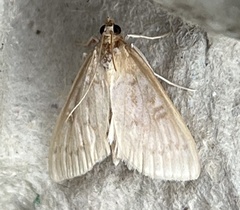Framinghamia helvalis