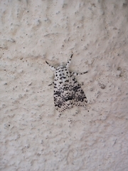 Lichnoptera decora