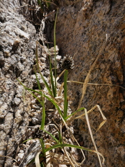 Carex helleri