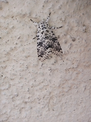 Lichnoptera decora