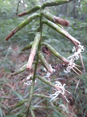 Ainsliaea acerifolia