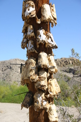Pylodictis olivaris