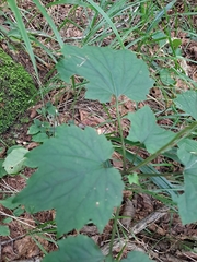 Ainsliaea acerifolia