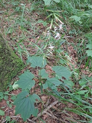 Ainsliaea acerifolia