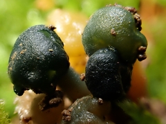 Hypomyces leotiicola