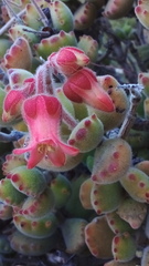 Cotyledon tomentosa