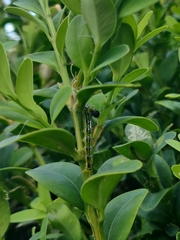 Cydalima perspectalis