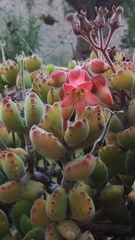 Cotyledon tomentosa