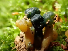 Hypomyces leotiicola