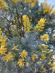 Acacia covenyi
