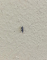 Lepidoptera