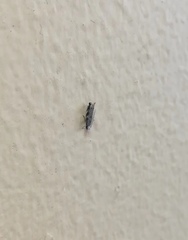 Lepidoptera