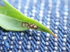 Galerucella calmariensis