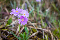 Primula farinosa