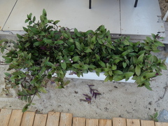 Tradescantia cerinthoides