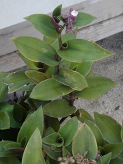 Tradescantia cerinthoides
