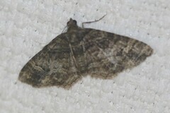 Eucymatoge peplodes