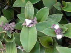 Tradescantia cerinthoides