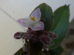 Tradescantia cerinthoides