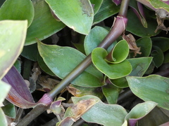Tradescantia cerinthoides