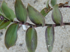 Tradescantia cerinthoides