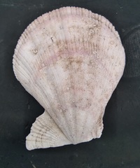 Swiftopecten swiftii