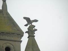 Falco peregrinus