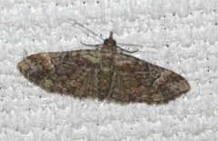 Mnesiloba eupitheciata