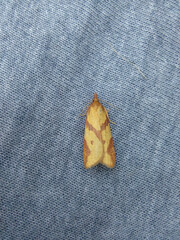 Sparganothis vocaridorsana