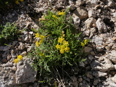 Cymopterus terebinthinus californicus