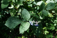 Clematis heracleifolia